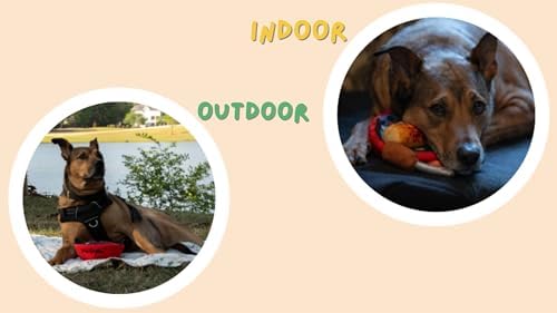 Dog Toys for Dogs & Puppies - Bark Bark Cute (BBQ) Series, BBQ Theme, 5 in 1 Multi Item Interactive Dog Toy Set for Small & Medium Breeds
