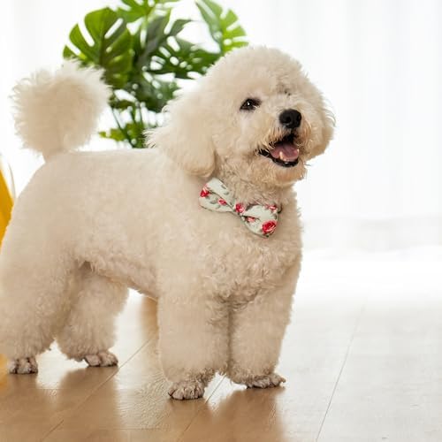 azuza Dog Collar with Bow Tie, Soft and Comfortable Adjustable Bowtie Dog Collar for Medium Dogs (M, Camellia Flower)