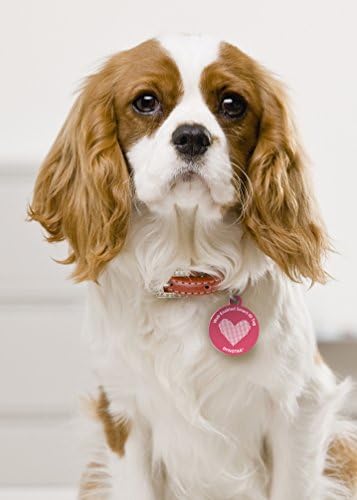 Dynotag® Web Enabled Super Pet ID Smart Tag with DynoIQ™ & Lifetime Recovery Service. Play Series: Round (Pink Heart)