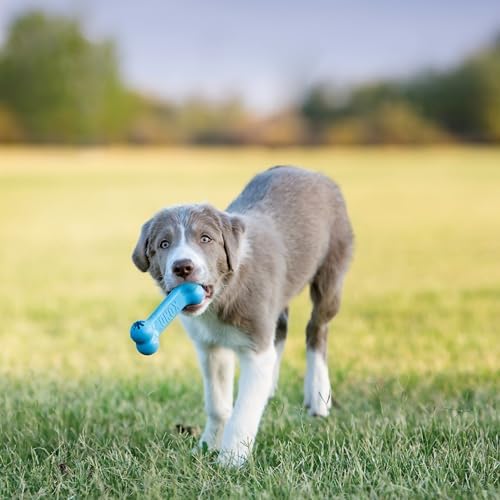 KONG Puppy Goodie Bone, Natural Rubber Chew, for Medium Puppies, Blue