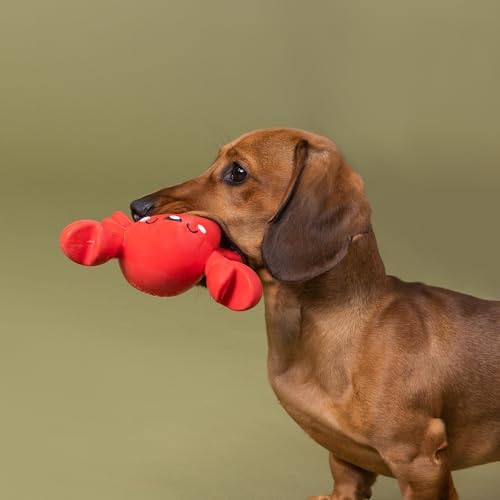 Fringe Studio Latex Dog Toy, Snappy and Happy, Pet Shop Collection (366098)
