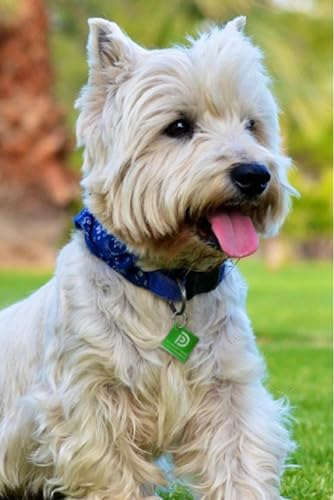Pet Dwelling Aluminum QR Pet ID Tag – Smart Dog & Cat Tags with Free Personalized Online Profile, Instant Scan Alerts & AI-Powered Insights (Square Green)