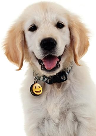 Dynotag® Web Enabled Super Pet ID Smart Tag with DynoIQ™ & Lifetime Recovery Service. Play Series: Round (Wink)