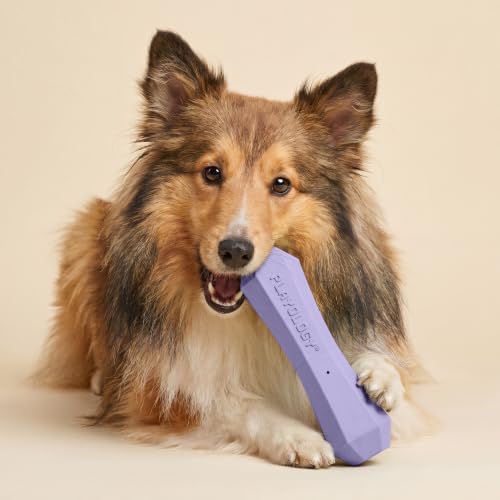 Playology Squeaky Chew Stick - Scented Dog Toy - Medium, Lamb Scent