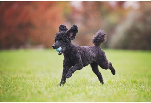 Chuckit! The Whistler Ball Dog Toy, Large 3 Inch, for Dogs 60-100 Pounds