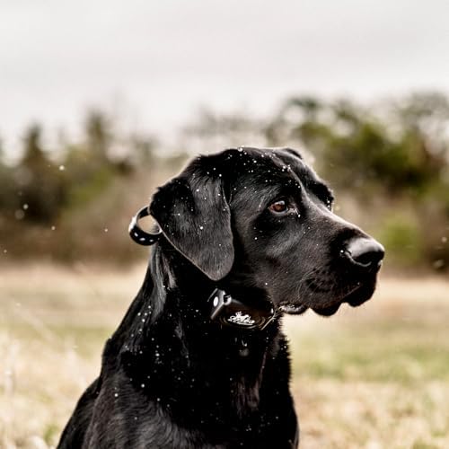 DT Systems H2O 1810, 1820, 1830 Plus Series Add-On/Replacement Collar Receiver, Waterproof Rechargeable Remote Hunting Dog Training Additional E-Collar, 1800-Yard Range, 16 Stimulation Levels, Black