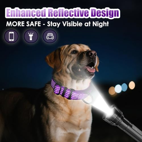 Martingale Dog Collar, Reflective No Pull with Buckle, Purple, M
