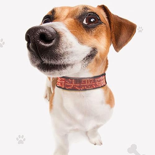 Yinhing Programmable LED Collar for Pets Rechargeable Collar with Single Color Red Display Mobile App Compatible Stylish and Design for Nighttime Visibility (Red)