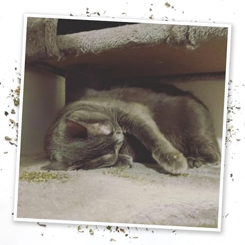 Meowijuana Blue Blob Toy & Catnip Bundle for Cats | Refillable Plush + Blend