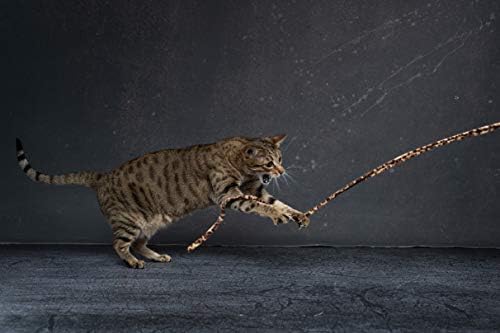CAT DANCER Jungle Cat Wand (Pack of 2), Charmer Interactive Cat Toy, Safe Teaser Wand for Indoor Cats & Kittens, Flexible Exercise Toy Made of Multicolor Fabric Ribbon, For Medium Breeds