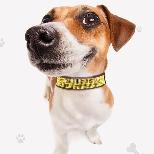 Yinhing Programmable LED Collar for Pets Rechargeable Collar with Single Color Red Display Mobile App Compatible Stylish and Design for Nighttime Visibility (Yellow)