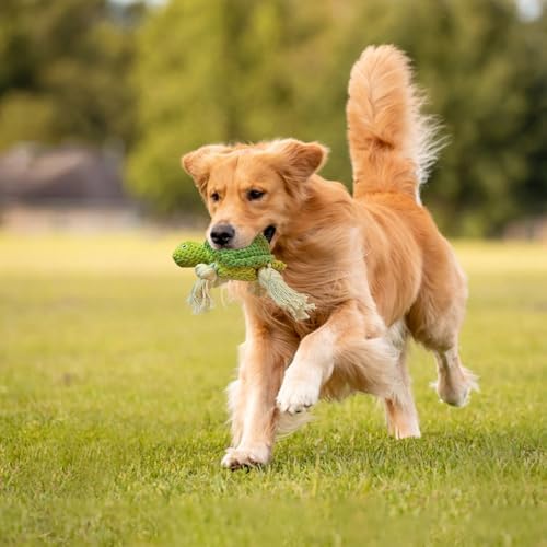Cute Marine Animal Dog Squeaker Chew Toys, Interactive, Green Turtle