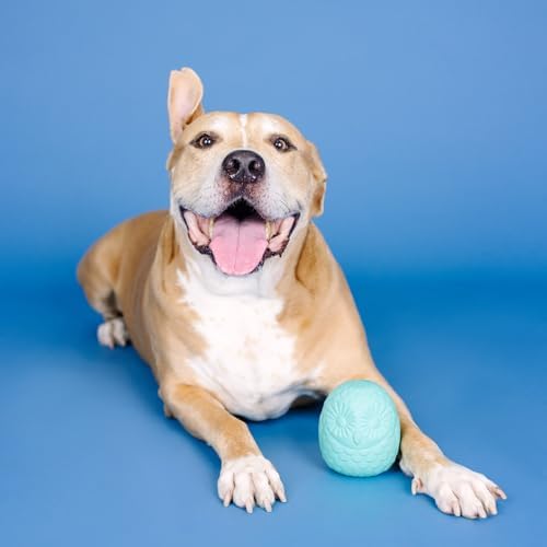 Fringe Studio You're A Hoot Turquoise Rubber Dog Toy, Pet Shop Collection (518046)