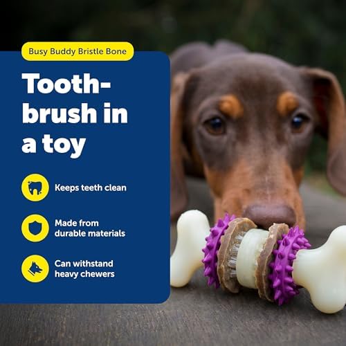 PetSafe Busy Buddy Bristle Bone Dog Treat Holding Chew Toy, Medium