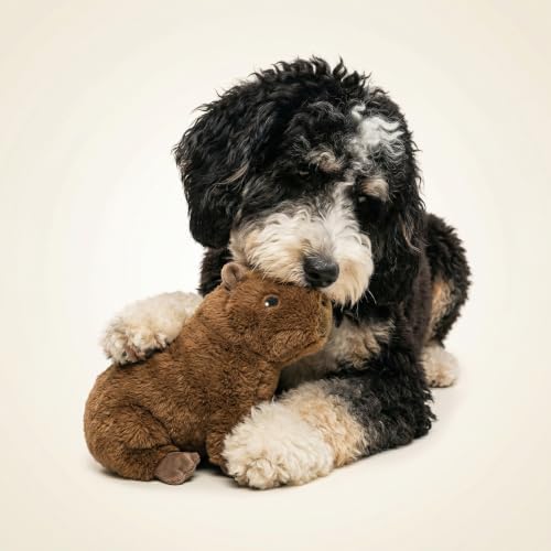 Playology Plush Capybara Dog Toy - Squeaky Dog Toy - Medium, Squash Scent