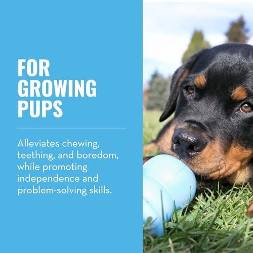 KONG Puppy Binkie, Natural Rubber Teething Toy, for Medium Puppies, Blue