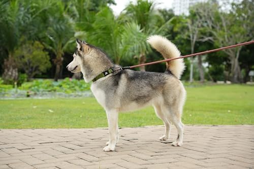 OllyDog Flagstaff Collar, Adjustable Soft Puppy Collars with Quick Release Buckle, Ideal Dog Collar for Everyday Use and Adventures (Medium, Cactus Woodgrain)