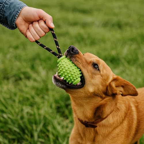 OllyDog Spikey Rugby, Interactive Dog Chew Toy with Natural Rubber, Multifunctional Teeth Cleaning and Gum Massage, for Dogs Under 50lbs (Lime)