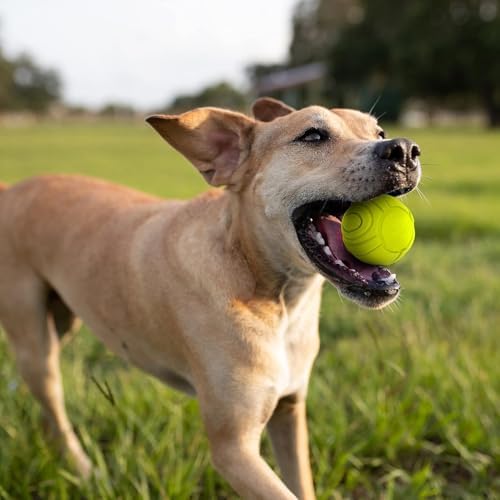Nerf Dog Sonic Ball Dog Toys, Lightweight, Durable and Water Resistant, 2.5 Inches, for Small/Medium/Large Breeds, Two Pack, Green and Orange