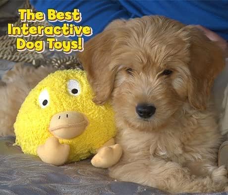 Interactive Dog Toy (Beau Bunny), Motion Activated Bouncing Talking Pet Toy, Exercise and Entertainment for Dogs and Puppies