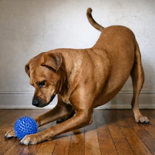 Cutie's PetBox Squeaky Rubber Spike Toy Ball for Medium, Large Dogs, 3-Colors Blue Green Yellow (3.5 Inch, Multi-Pack)
