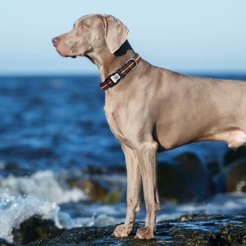 Dog Collar with Tracker Holder and QR Code ID, Waterproof Bluetooth Tracker Case, Reflective Padded Nylon for Small Medium Large Dogs