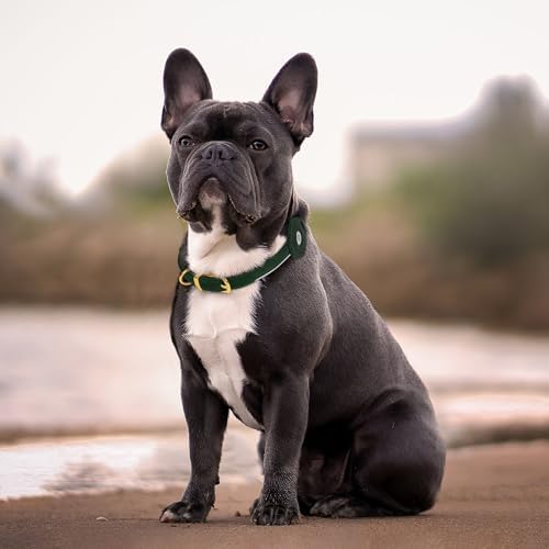 OOPSDOGGY Rolled Leather Dog Collar with Airtag Holder (Teal, L, 14"-18")