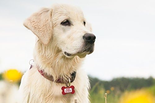 Dynotag® Web Enabled Super Pet ID Smart Tag with DynoIQ™ & Lifetime Recovery Service. Play Series: Bone (Home is Where My Dog is)