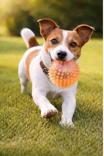 Squeaky Spiky Dog Ball for Teeth Cleaning & Gum Massage 3.5 Inch Medium Large Dogs Orange | Spiny TPR Rubber Chew Toy for Fetch Play Interactive Bouncy Dental Ball Durable BPA Free Nontoxic Floats