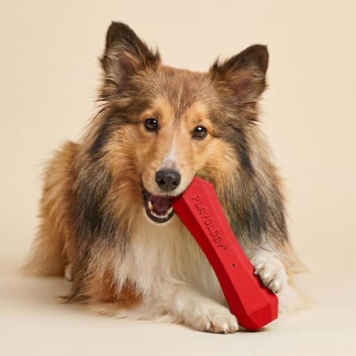Playology Squeaky Chew Stick - Scented Dog Toy - Medium, Beef Scent