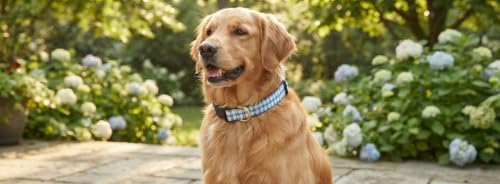 Up Country Bug-C-M Blue Gingham Dog Collar M Wide (1")