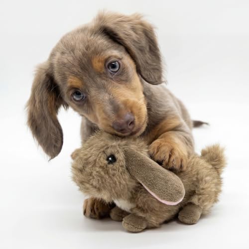 Playology Plush Bunny Dog Toy - Squeaky Dog Toy - Small, Carrot Scent
