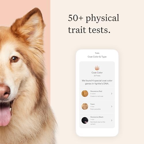 Wisdom Panel Premium Dog DNA Testing Kit - Most Comprehensive Test - 265+ Health Tests, 430+ Dog Breeds, 50+ Traits, Relatives, Ancestry, 2 Pack