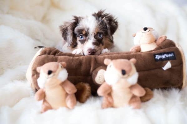 ZippyPaws Burrow Interactive Dog & Puppy Toys for Boredom - Chipmunk Log