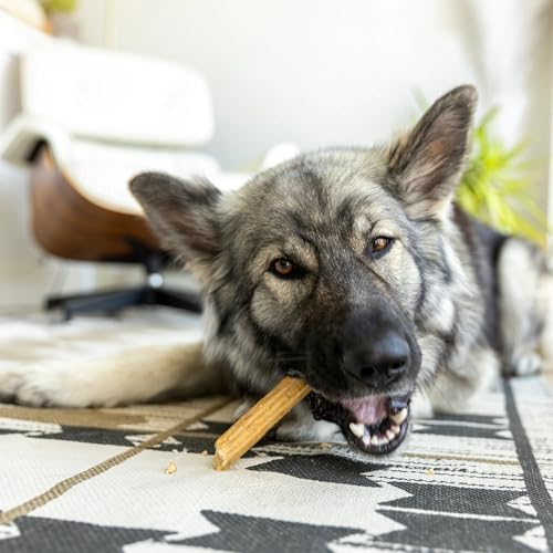 WEST PAW Dental Sticks Durable Dog Chew for Interactive Play, Clean Teeth and Fresh Breath - Safe Reliable and Long Lasting - 14 oz Bag for Large Dogs