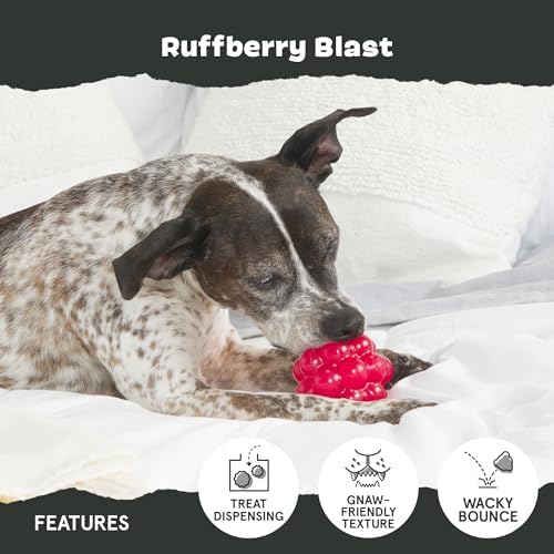 BarkBox Ruffberry Blast Dog Toy - for Small Dogs