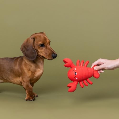 Fringe Studio Latex Dog Toy, Snappy and Happy, Pet Shop Collection (366098)