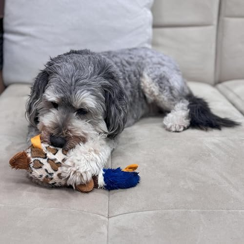SPOT Skinneeez Plus Duck - Stuffing Free Dog Toy with Two Piece Rubber Body and Two Squeakers, Fun to Bite, Stuffingless Design is Great for Moderate Chewers, Tug Toy for Puppies & Dogs - 15in