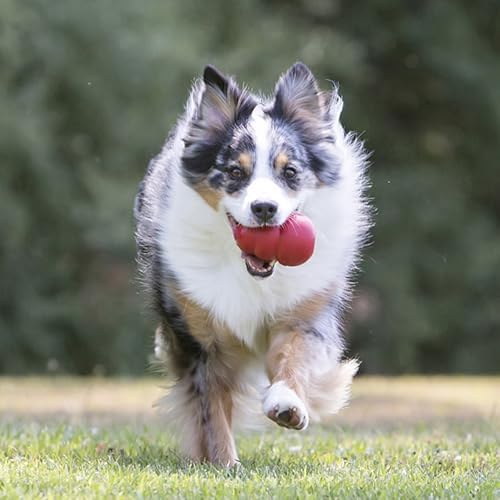 KONG Classic Stuffable Dog Toy, Natural Rubber Chew, for Small Dogs | Treat-Filling Fetch & Chew Toy with Erratic Bounce, Made from KONG Durable Natural Rubber for Extended Playtime