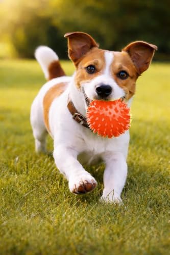 Squeaky Spiky Dog Ball for Teeth Cleaning & Gum Massage 2.5 Inch Small Medium Dogs Red | Spiny TPR Rubber Chew Toy for Fetch Play Interactive Bouncy Dental Ball Durable BPA Free Nontoxic Floats
