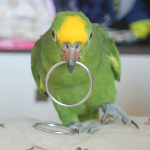 Fosrion Stainless Steel Parrot Ring Toss Toy, Interactive Training & Enrichment Toy for Parrots – Bite-Proof, Anxiety Relief, Exercise Fun for All Kinds of Parrot (Small)