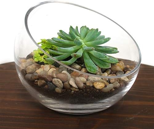 WGV Slant Cut Bowl Glass Vase Bulk, Width 11", Height 9.5", Clear Terrarium, Candy Dish, Fruit Jar, Floral Container for Wedding Party Event, Home Office Decor, 2 Pieces