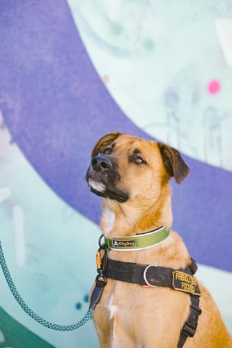 OllyDog Flagstaff Reflective Comfort Collar, Neoprene Padded Dog Collar, Reflective Trims for Night Runs, Extra Comfort for Active Dogs (Large, Cactus Woodgrain)
