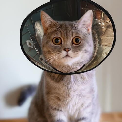 Custom Pet Cones - Unique Design Cat & Dog Cone, Collar for Post-Surgery Recovery, Adjustable Neck Smart Hedgehog Large