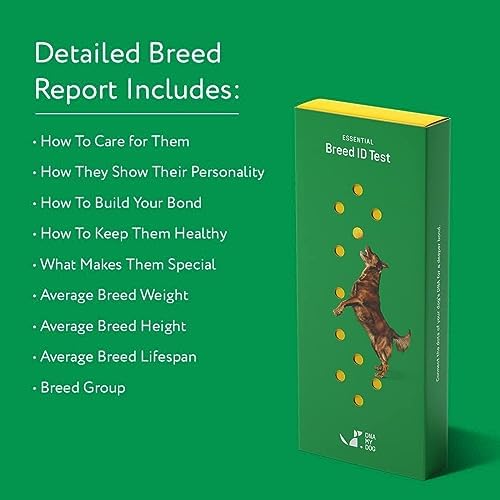 DNA MY DOG - Dog DNA Test Kit | 350+ Breeds Identified | 99%+ Accuracy | Allergy Risk Score | Personality & Behavior Insights | Results in 2-3 Weeks |