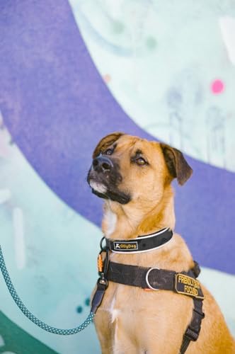 OllyDog Flagstaff Reflective Comfort Collar, Neoprene Padded Dog Collar, Reflective Trims for Night Runs, Extra Comfort for Active Dogs (Small, Dream Camo)