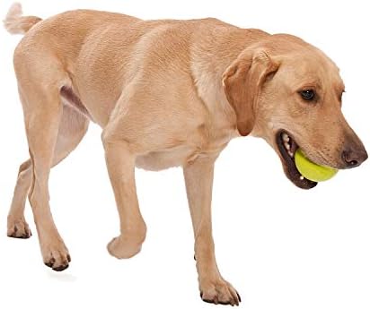 WEST PAW Zogoflex Jive Ball Dog Chew Toy – Bouncing Toys for Dogs, Fetch, Catch, Chewing, Play – Floatable, Recyclable Balls – Latex-Free, Non-Toxic, Dishwasher Safe Dog Toy, Small 2.5", Tangerine