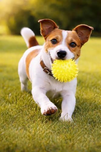 Squeaky Spiky Dog Balls for Teeth Cleaning & Gum Massage 2.5 Inch Small Medium Dogs Yellow | Spiny TPR Rubber Chew Toys for Fetch Play Interactive Bouncy Dental Balls BPA Free Nontoxic Floats - 3 Pack