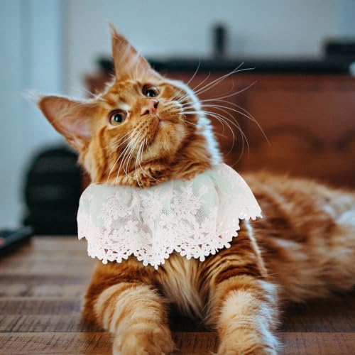 Cat Lace Neckwear with Pearls, Adjustable Flexible Straps Blue