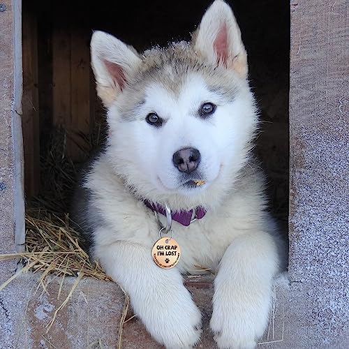 MYLUCKYTAG Stainless Steel QR Code Pet ID | Dog & Cat Collar Tag | Personalized Online Profile | Scanned Location Alert Email | Durable & Waterproof
